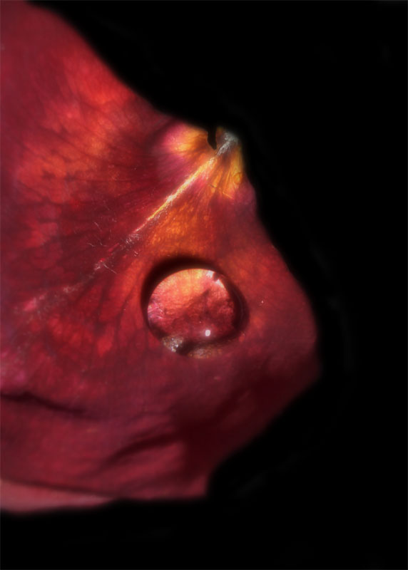 Photography by zymark for DesignCrowd (Community Contests) | Design #9061024