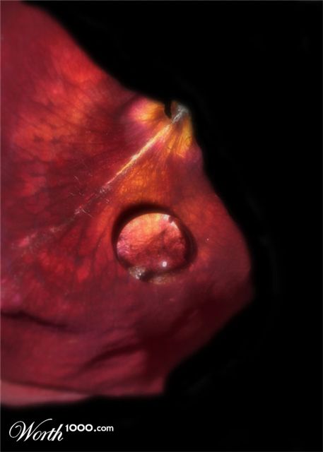 Photography by zymark