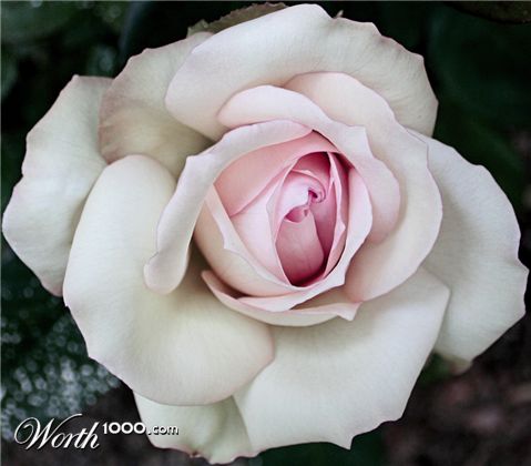 Photography by crgnjul