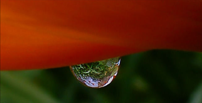 Fotografie von MrsFuzzButt für DesignCrowd (Community Contests) | Design #9060968