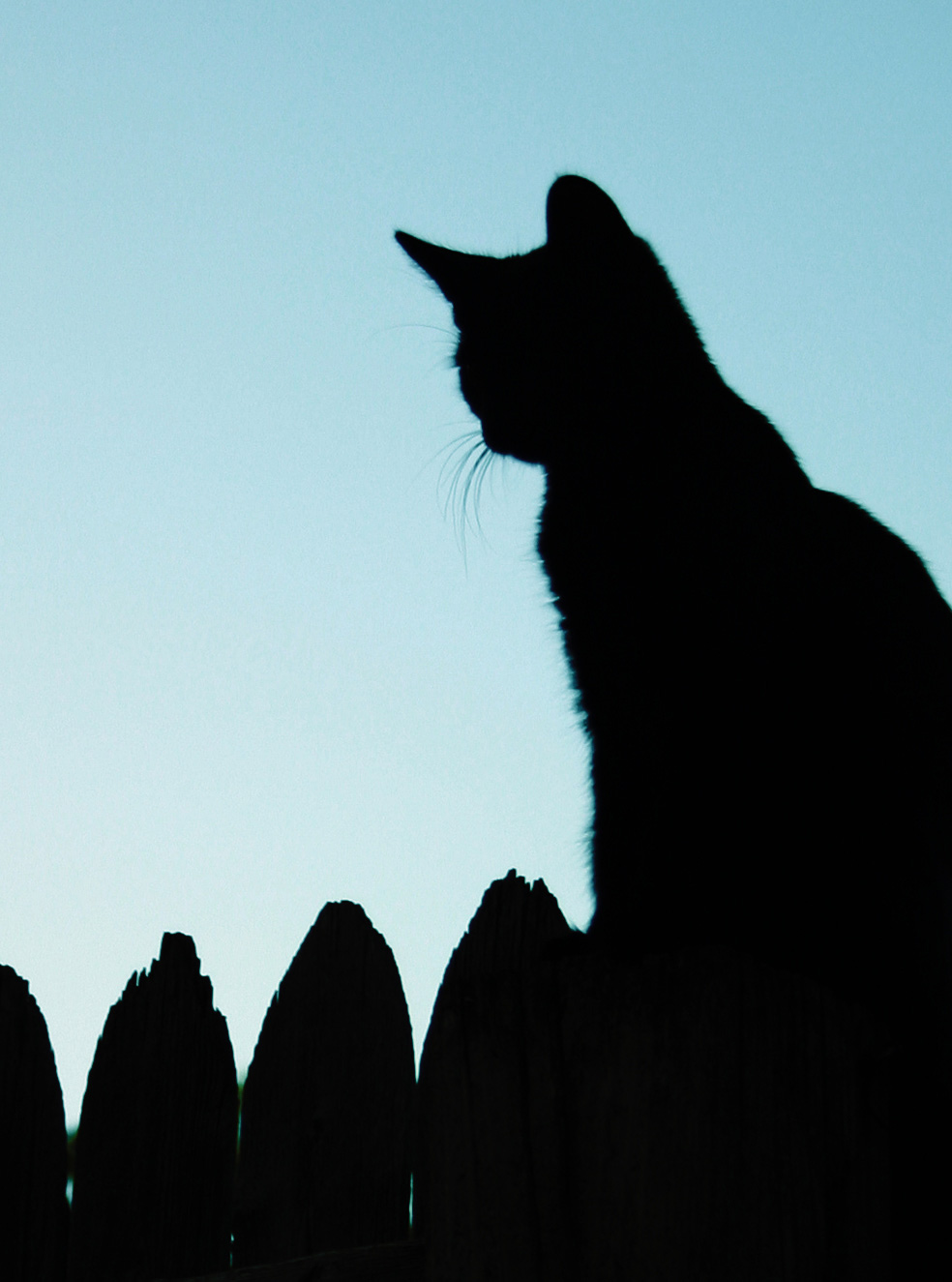 Photography by dollyllama for DesignCrowd (Community Contests) | Design #9060962