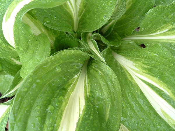 Fotografía por RickF413 para DesignCrowd (Community Contests) | Diseño #9060982