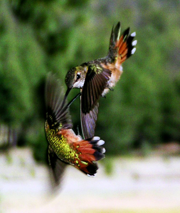 Photographie par jasoned pour DesignCrowd (Community Contests) | Design #9063284