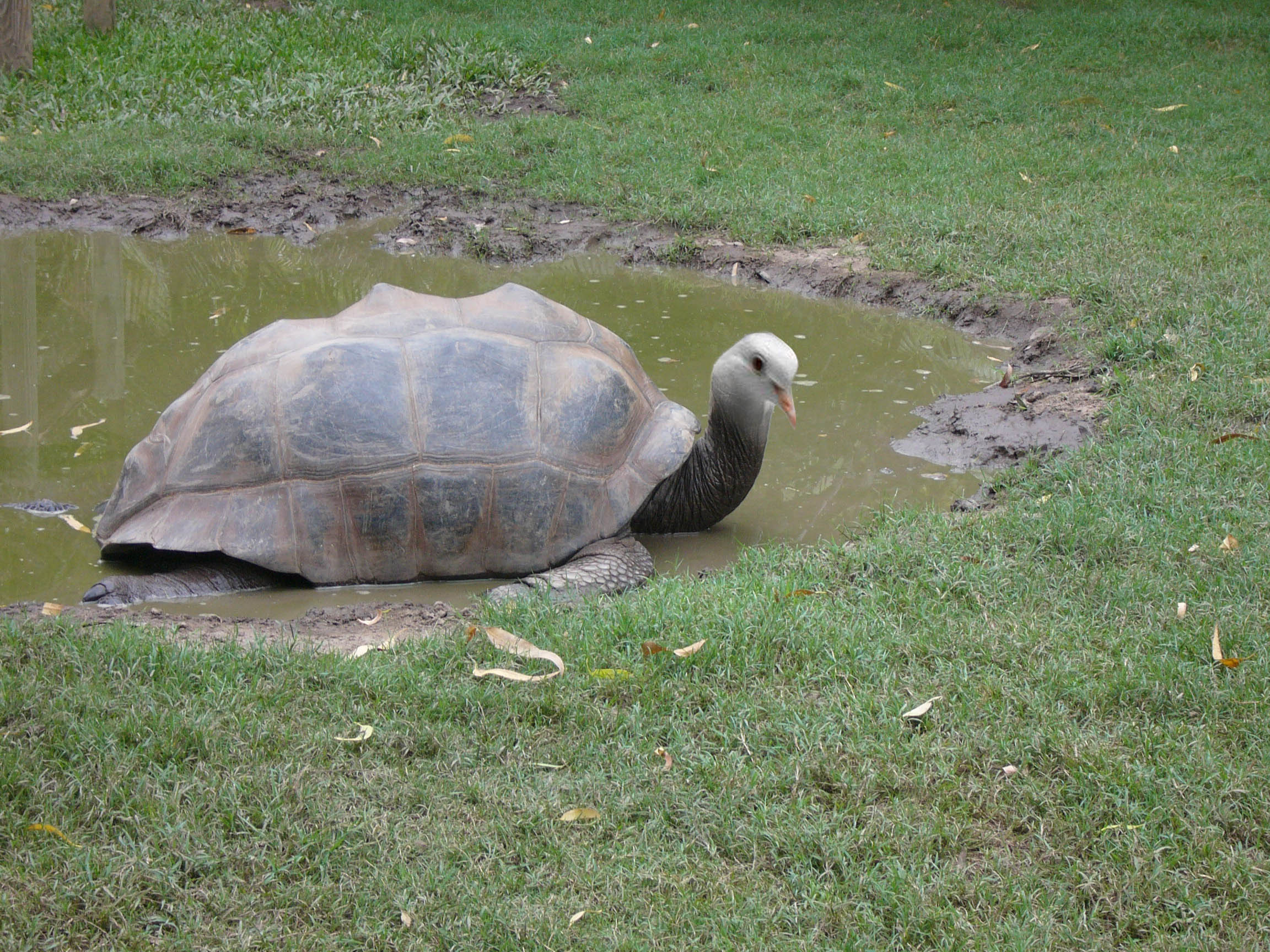 Diseño de Photoshop por couznig para DesignCrowd (Community Contests) | Diseño #9071579