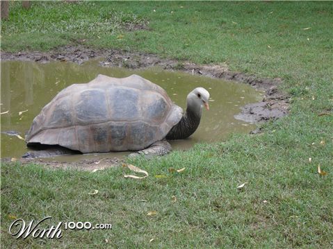 Photoshop Design by couznig