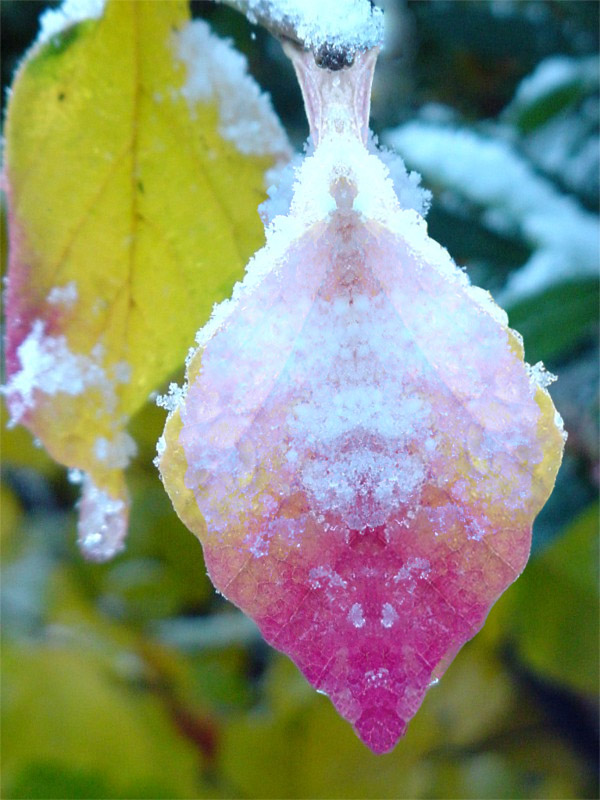 Photoshop Design by HandGrenade for DesignCrowd (Community Contests) | Design #9062688