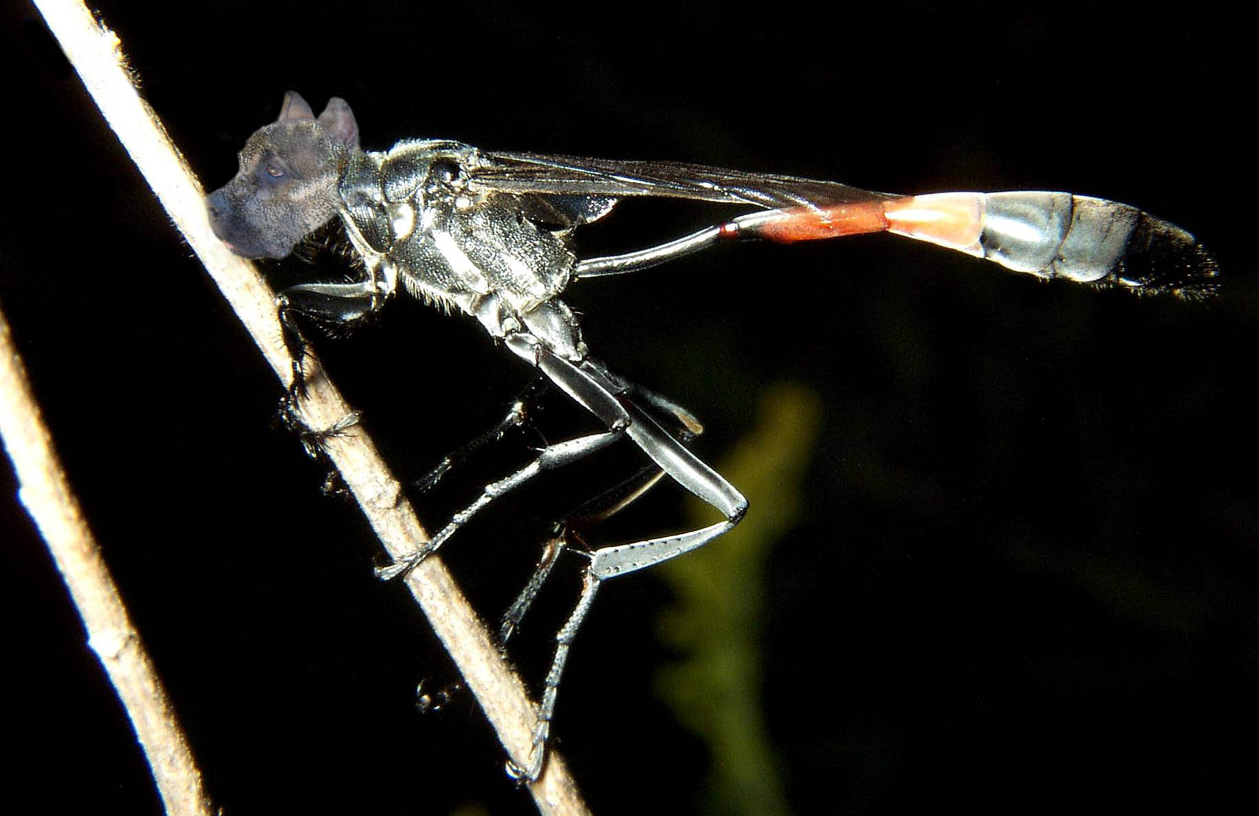 Diseño de Photoshop por couznig para DesignCrowd (Community Contests) | Diseño #9051963