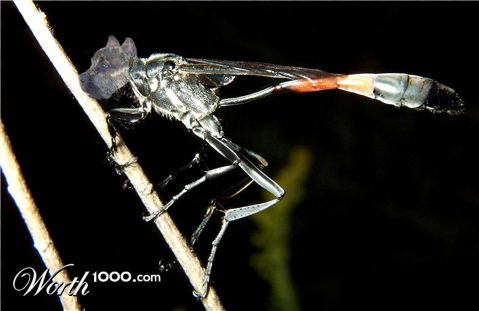 Photoshop Design by couznig