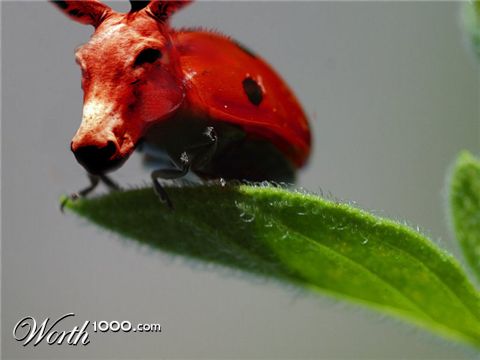 Photoshop Design by Nesten