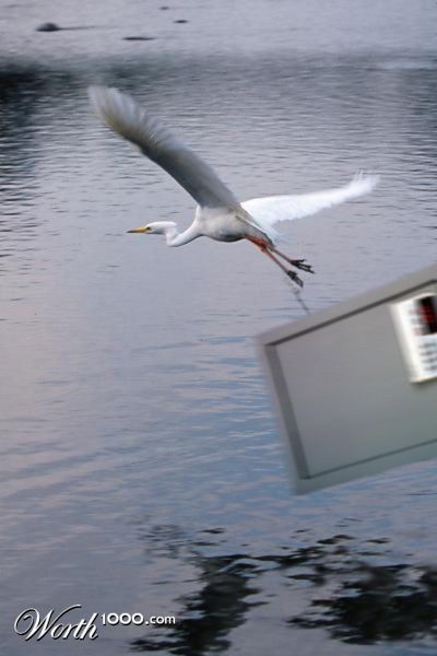 Photoshop Design by Pitchaman