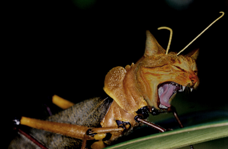 Diseño de Photoshop por ayoksus para DesignCrowd (Community Contests) | Diseño #9051997