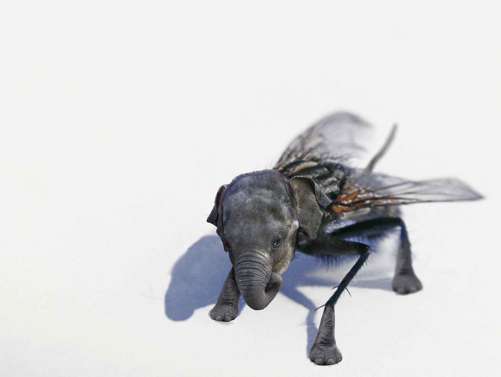 Photoshop Design by schnipper for DesignCrowd (Community Contests) | Design #9051975