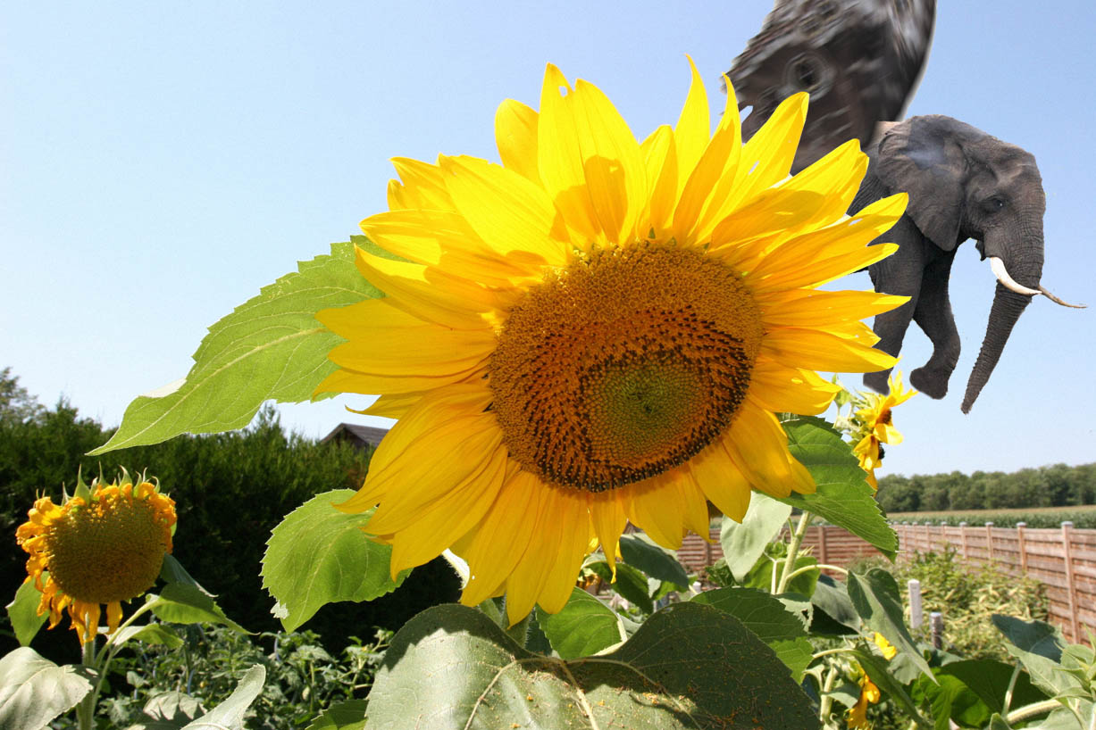 Photoshop Design by XinCistheBomb for DesignCrowd (Community Contests) | Design #9052041