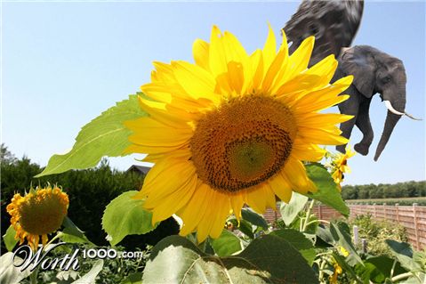 Photoshop Design by XinCistheBomb