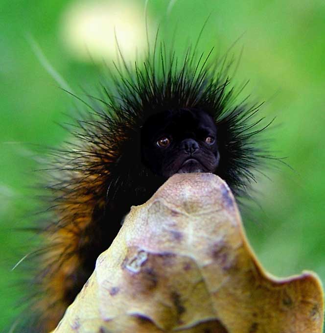 Design Photoshop par WizFromOz pour DesignCrowd (Community Contests) | Design #9052042