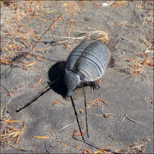 Photoshop Design by Saleko for DesignCrowd (Community Contests) | Design #9052039