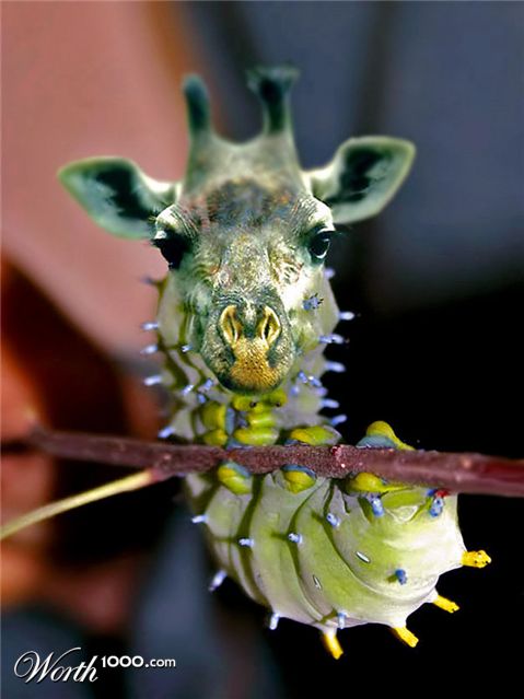 Photoshop Design by ozplasmic