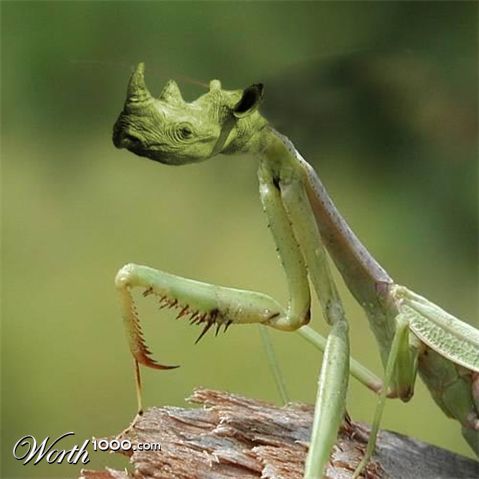 Photoshop Design by msfrigyfrog