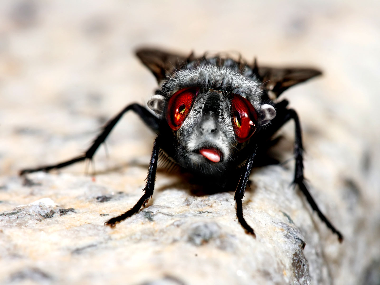 Photoshop Design by cromlechi for DesignCrowd (Community Contests) | Design #9052131