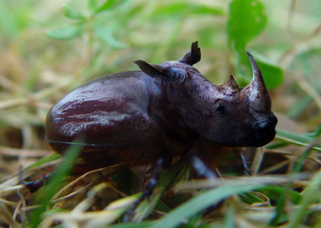 Diseño de Photoshop por holzoepfael para DesignCrowd (Community Contests) | Diseño #9052158