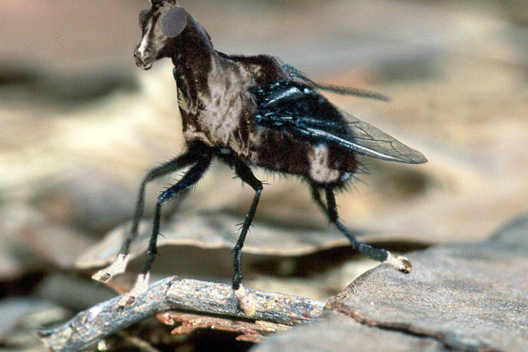 Photoshop-Design von PScrazy für DesignCrowd (Community Contests) | Design #9052128