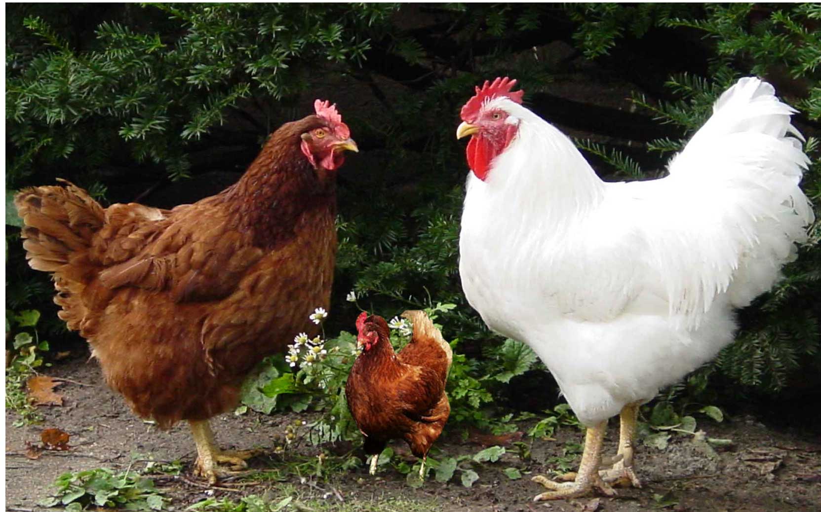 Diseño de Photoshop por Gplaya para DesignCrowd (Community Contests) | Diseño #9061337