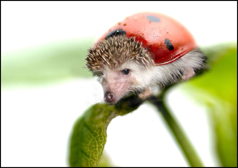 Photoshop Design by netsrik for DesignCrowd (Community Contests) | Design #9052079