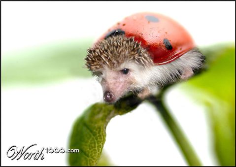 Photoshop Design by netsrik