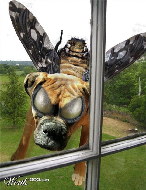 Photoshop Design by rasiresi