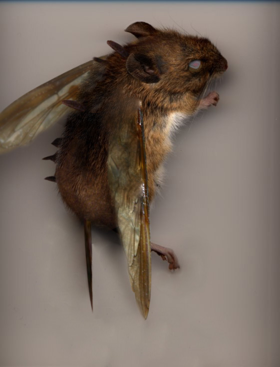 Design Photoshop par Pitchaman pour DesignCrowd (Community Contests) | Design #9052152