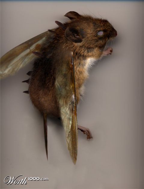 Photoshop Design by Pitchaman