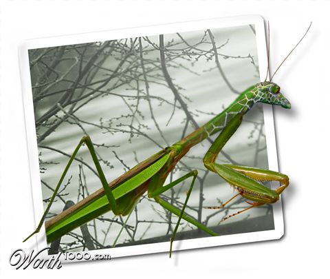 Photoshop Design by johndiablo