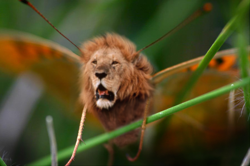 Diseño de Photoshop por n1hustla para DesignCrowd (Community Contests) | Diseño #9052105