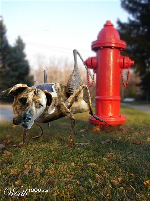 Photoshop Design by midian