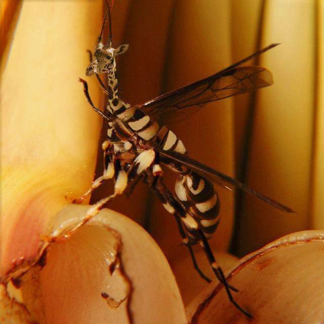 Photoshop Design by sloanyo for DesignCrowd (Community Contests) | Design #9052191