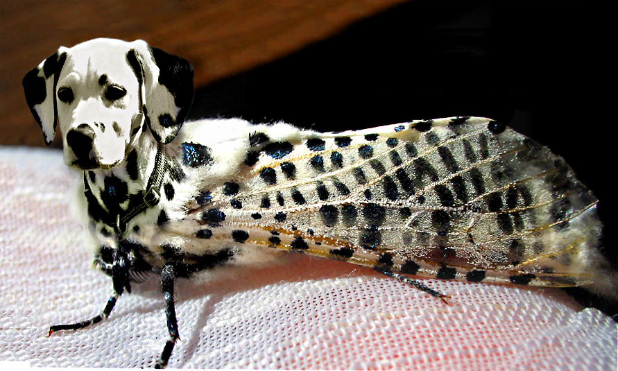 Photoshop Design by Koosricardo for DesignCrowd (Community Contests) | Design #9052196