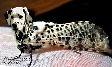 Photoshop Design by Koosricardo