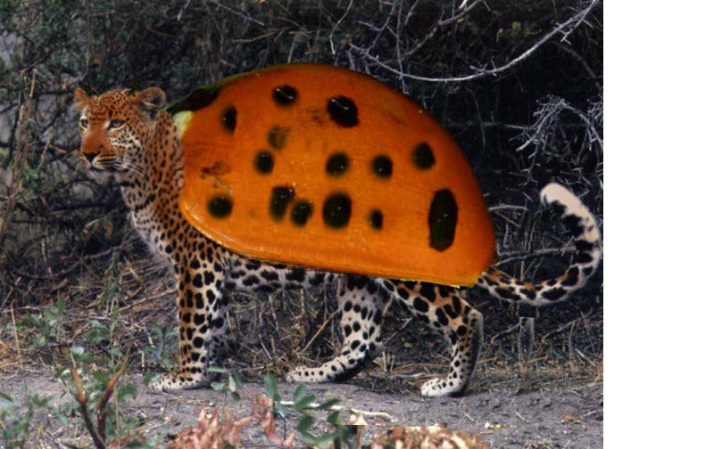 Photoshop Design by fatpads for DesignCrowd (Community Contests) | Design #9052251