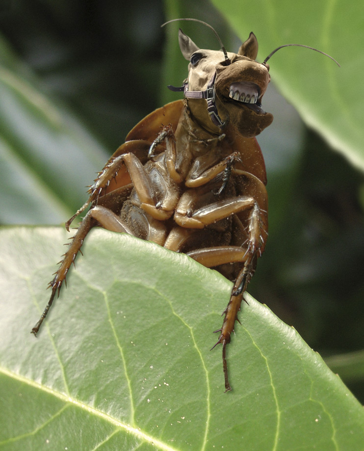 Photoshop Design by steevo for DesignCrowd (Community Contests) | Design #9052218