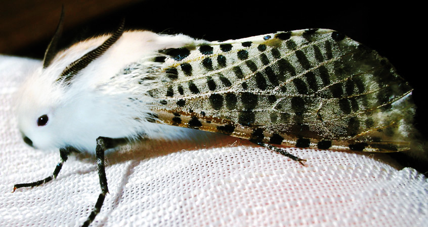 Photoshop Design by pacifico for DesignCrowd (Community Contests) | Design #9052228