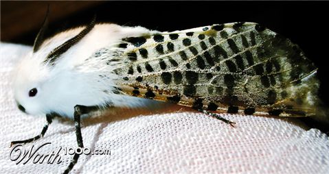 Photoshop Design by pacifico