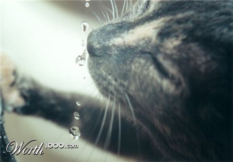 Photography by MendingWings