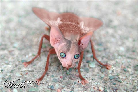 Photoshop Design by StrangeWorld