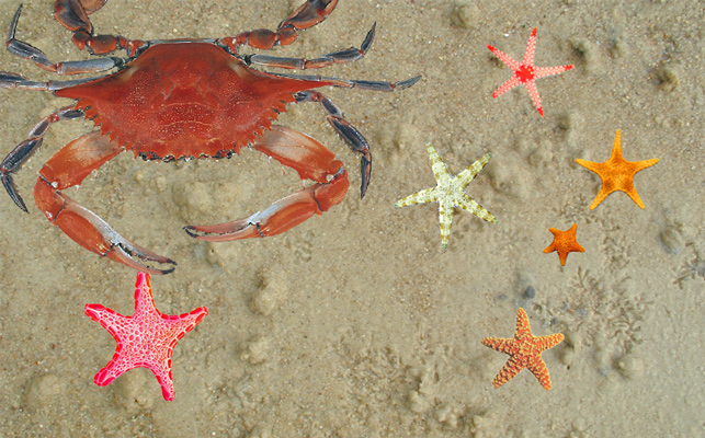 Photoshop Design by smarti77 for DesignCrowd (Community Contests) | Design #9057264