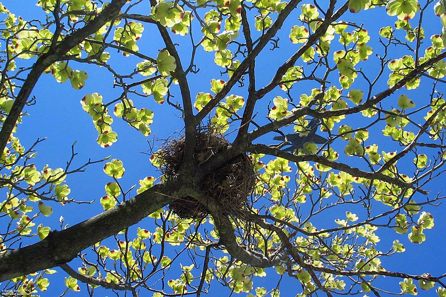 Photoshop Design by Jelger for DesignCrowd (Community Contests) | Design #9061666