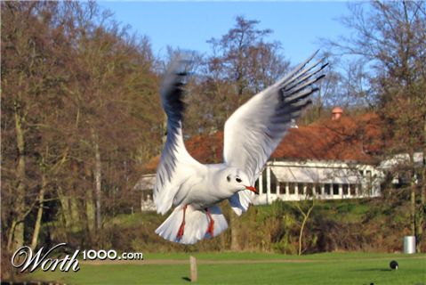 Photography by bertel