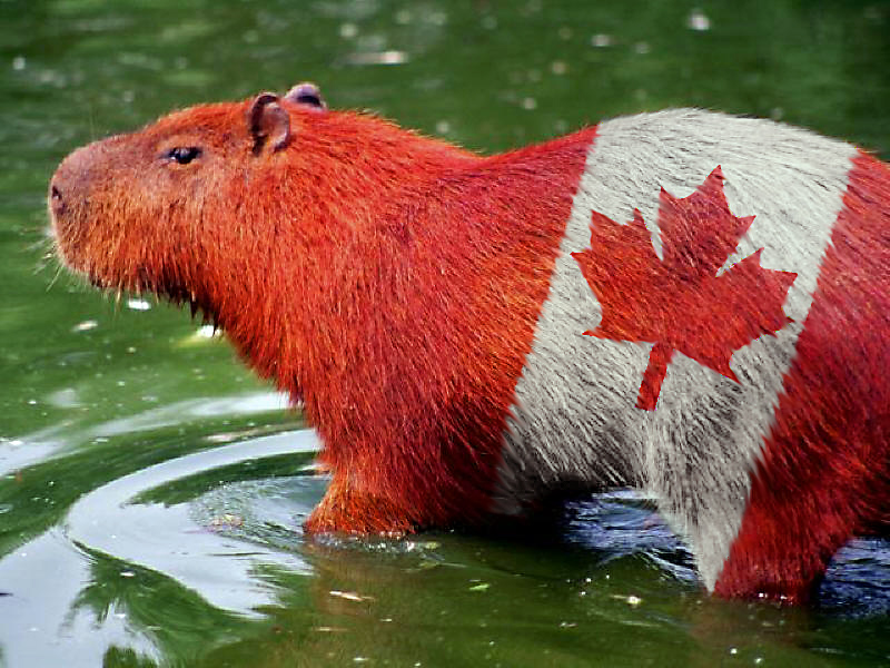 Photoshop-Design von RikkieZ für DesignCrowd (Community Contests) | Design #9057309