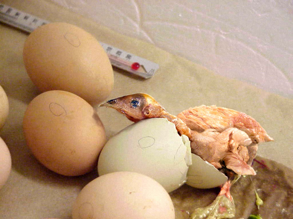 Photoshop-Design von Nesehehame für DesignCrowd (Community Contests) | Design #9061639