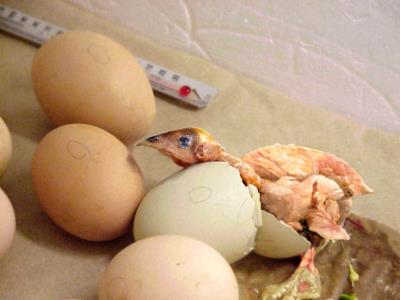 Photoshop Design by Nesehehame