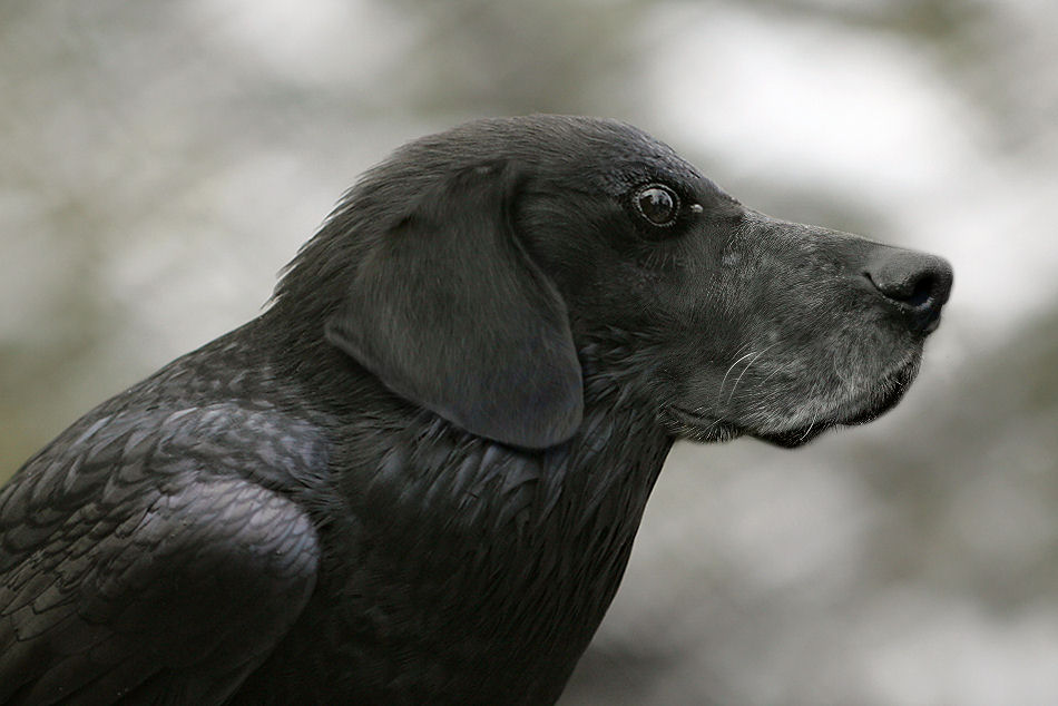 Photoshop Design by Cj for DesignCrowd (Community Contests) | Design #9061763